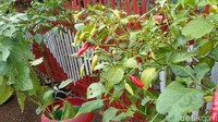 Kebun mini yang mereka buat justru mencuri perhatian warga yang melintas, karena penataannya dilakukan cukup apik. Masyarakat menyebutnya kebun cengek karena tanaman terbanyak adalah cabe rawit. (Faizal Amiruddin/detikcom)