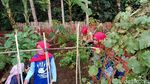 Foto: Kebun Cengek Pangandaran, Pedas tapi Cantik