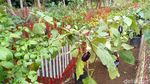 Foto: Kebun Cengek Pangandaran, Pedas tapi Cantik