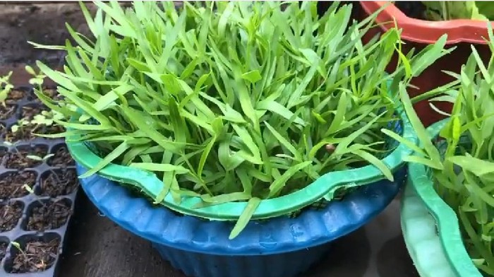 tanam kangkung di baskom tanam kangkung di baskom
