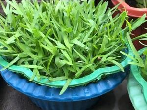 Modal Baskom Bisa Panen Kangkung Setiap Hari di Rumah