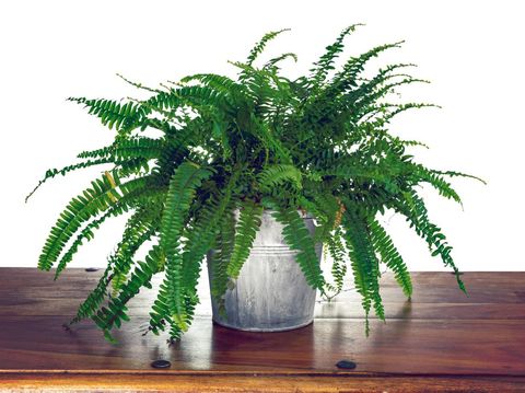 Studio photo shoot of a Nephrolepis exaltata 