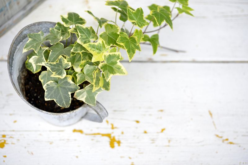 Ivy in a pot
