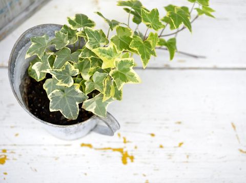 Ivy in a pot