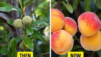 Peach sekarang terkenal dengan ukurannya yang besar, tapi dulu peach seukuran cherry. Ribuan tahun proses pembiakkan membuat peach berubah jadi seperti yang kita kenal sekarang. Foto: Bright Side
