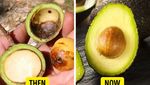 10 Foto Ini Buktikan Terung hingga Semangka Dulu Tak Seperti Sekarang