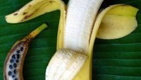 Pisang dulu memiliki banyak biji besar di dalamnya. Pisang yang kita nikmati sekarang kabarnya hasil persilangan dua jenis pisang liar. Foto: Bright Side