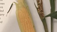 Penampakan jagung dulu seperti tanaman beracun ya? Jagung berasal dari teosinte, jenis rumput Meksiko. Bijinya dulu sedikit dan teksturnya keras. Tapi setelah bertahun-tahun melalui pembiakan selektif dan domestikasi, bentuk jagung jadi seperti sekarang. Foto: Bright Side