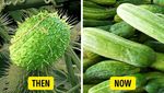10 Foto Ini Buktikan Terung hingga Semangka Dulu Tak Seperti Sekarang