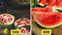 Semangka konon sudah ada sejak 5 ribu tahun lalu di Mesir. Dulu ukurannya sangat kecil dan rasanya sangat pahit. Beda banget dengan semangka sekarang yang juicy, manis, dan daging buahnya banyak. Foto: Bright Side