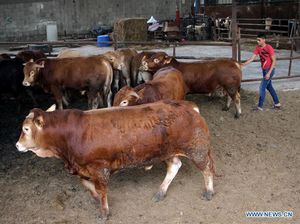 Ketentuan Patungan Hewan Kurban di Idul Adha