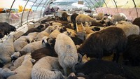 Ini adalah pasar ternak di Ankara, Turki. Foto: Dok. Mustafa Kaya/Xinhu