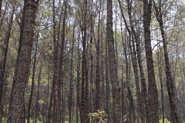 Coban Talun