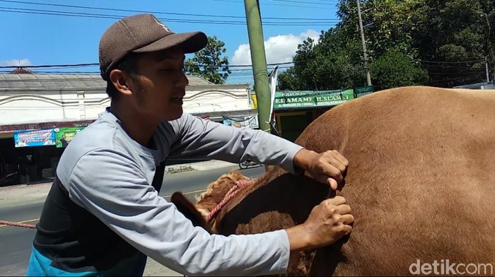 Hewan Kurban di Jember Ini Dipijat Refleksi Agar Tak Stres dan Doyan Makan