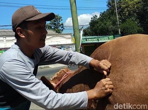 Hewan Kurban di Jember Ini Dipijat Refleksi Agar Tak Stres dan Doyan Makan