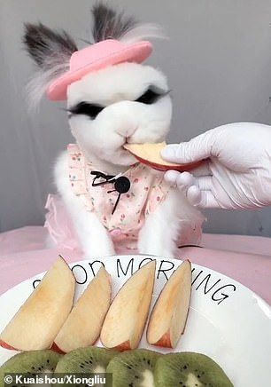 Kelinci ASMR