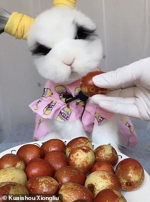 Kelinci ASMR