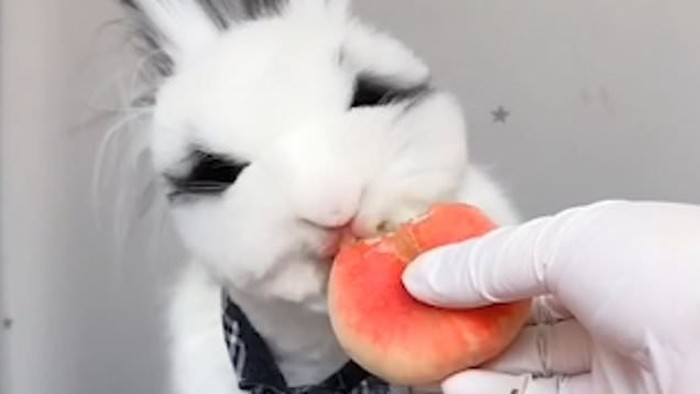 Kelinci ASMR Kelinci ASMR
