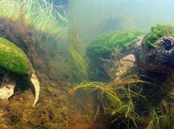 Kumpulan Foto Menakjubkan Tanpa Sentuhan Photoshop