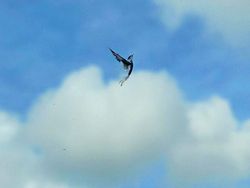 Kumpulan Foto Menakjubkan Tanpa Sentuhan Photoshop