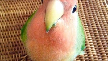 Burung yang memiliki perpaduan warna buah semangka. Foto: Brightside