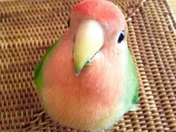 Kumpulan Foto Menakjubkan Tanpa Sentuhan Photoshop