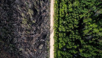 Perbedaan mencolok antara hutan terbakar dan tidak. Foto: Brightside