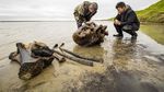 Lihat Yuk Penggalian Kerangka Mammoth