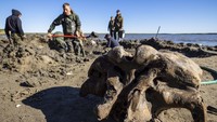 Para ilmuan tengah menggali tanah mencari tulang belulang mammoth. Artem Cheremisov/Governor of Yamalo-Nenets region of Russia Press Office via AP