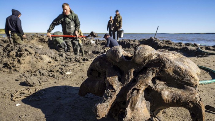 In this handout released by Governor of Yamalo-Nenets region Press Office, people study a mammoth bone fragment in the Pechevalavato Lake in the Yamalo-Nenets region, Russia, Wednesday, July 22, 2020. Fragments of a mammoth skeleton have been found by local reindeer herders in the lake a few days ago, and scientists hope to retrieve the entire skeleton - a rare find that could help deepen the knowledge about mammoths that have died out around 10,000 years ago. (Artem Cheremisov/Governor of Yamalo-Nenets region of Russia Press Office via AP)