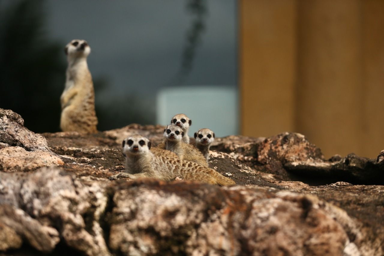 Mamalia lucu di Jakarta Aquarium.