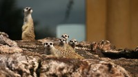 Oh iya, traveler ke Jakarta Aqurium tidak akan hanya bertemu beragam ikan. Mereka juga rumah bagi otter, meerkat, ular, kecoa Madagaskar, kura-kura dan lainnya. Kamu juga bisa berinteraksi dengan menyentuh dan memberi makan hewan lho. (Jakarta Aquarium)
