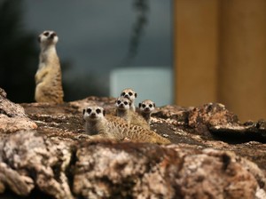 Mau Lihat Fauna Afrika? Ada di Mall Jakarta Ini
