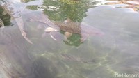 Jika pada umumnya ikan menyukai makanan seperti pelet atau sejenisnya, ikan dewa tersebut justru menyukai apel merah sebagai makanan favoritnya (Bima Bagaskara/detikcom)