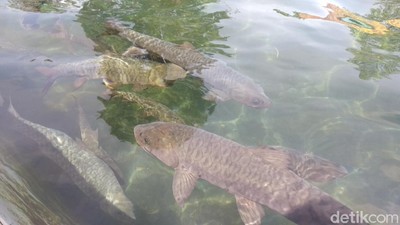 Potret Ikan Dewa di Objek Wisata Cibulan
