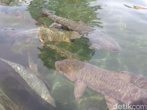 Ikan Dewa Kuningan Mati Mendadak dan Mitos yang Hidup di Baliknya