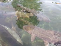 Ikan Dewa Kuningan Mati Mendadak dan Mitos yang Hidup di Baliknya