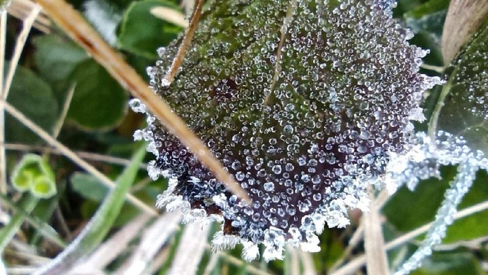 Fenomena embun es di Dataran Tinggi Dieng kembali terjadi, Minggu (26/7/2020). Suhu pagi ini mendekati minus 3,5 derajat celsius.