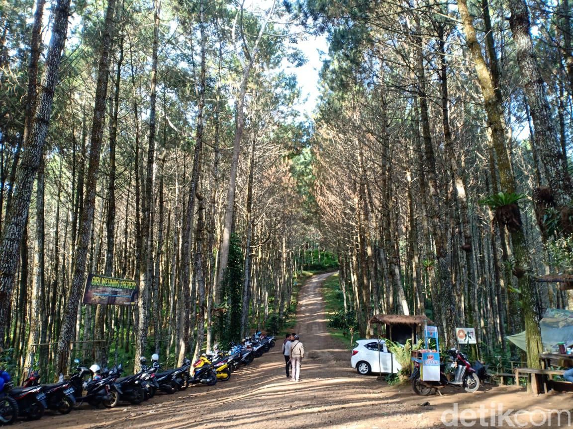 Wisata hutan pinus di Lembang.