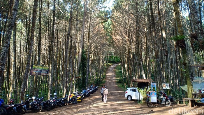 Wisata hutan pinus di Lembang.