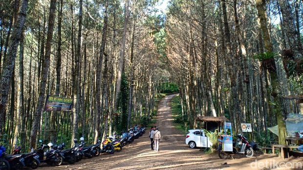 Wisata hutan pinus di Lembang.
