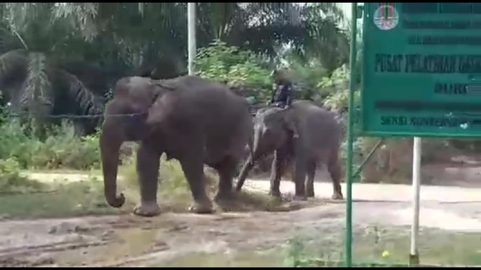 BBKSDA Riau evakuasi gajah betina yang terpisah dari kelompoknya.