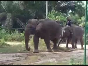 Stres Terpisah dari Kelompok, Gajah Betina di Riau Dievakuasi BBKSDA