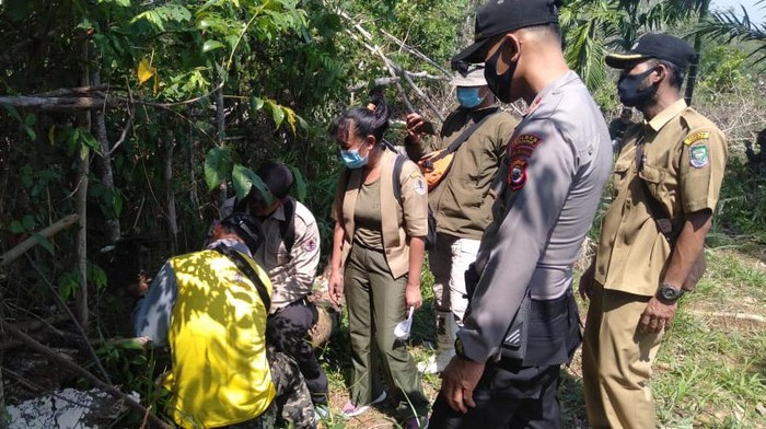 BKSDA Bengkulu pasang perangkap harimau