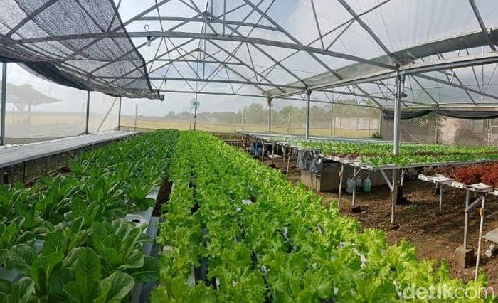 Bupati Anas Dorong Warga Bikin Kebun Hidroponik di Pekarangan Rumah
