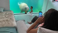 Untuk resor dengan pemandangan walrus akan terletak di bawah air. (Pairi Diza Resort)