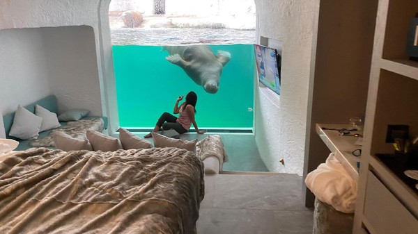 Wisatawan bisa melihat aktifitas walrus dan juga berinteraksi dengan mereka sepanjang hari. (Pairi Diza Resort) Wisatawan bisa melihat aktifitas walrus dan juga berinteraksi dengan mereka sepanjang hari. (Pairi Diza Resort)