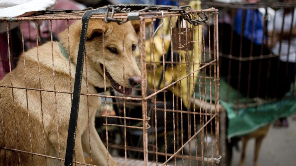 Vietnam Larang Perdagangan Hewan Liar