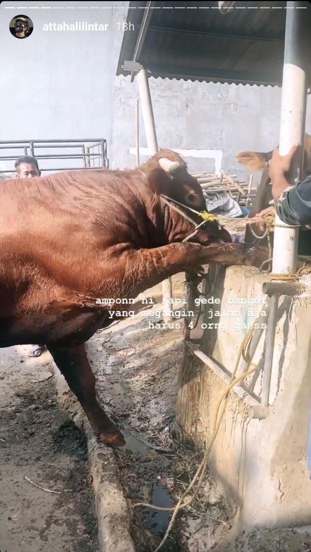 Idul Adha, Atta Halilintar Pamer Sapi Superjumbo