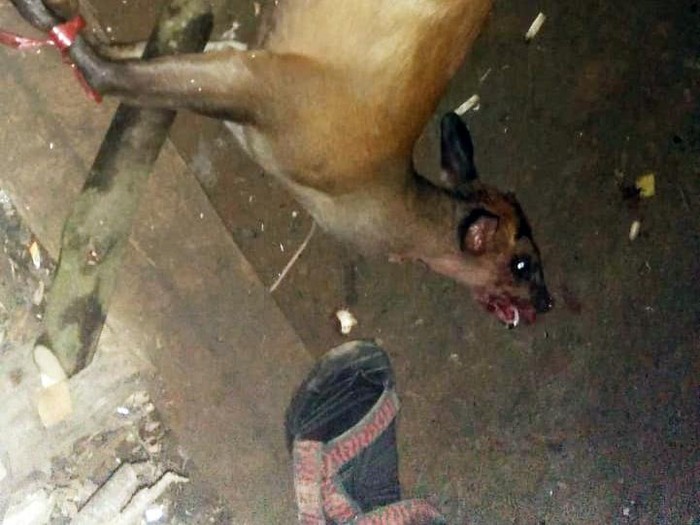 Bangkai rusa betina yang ditembak pemburu gelap di Sanggabuana